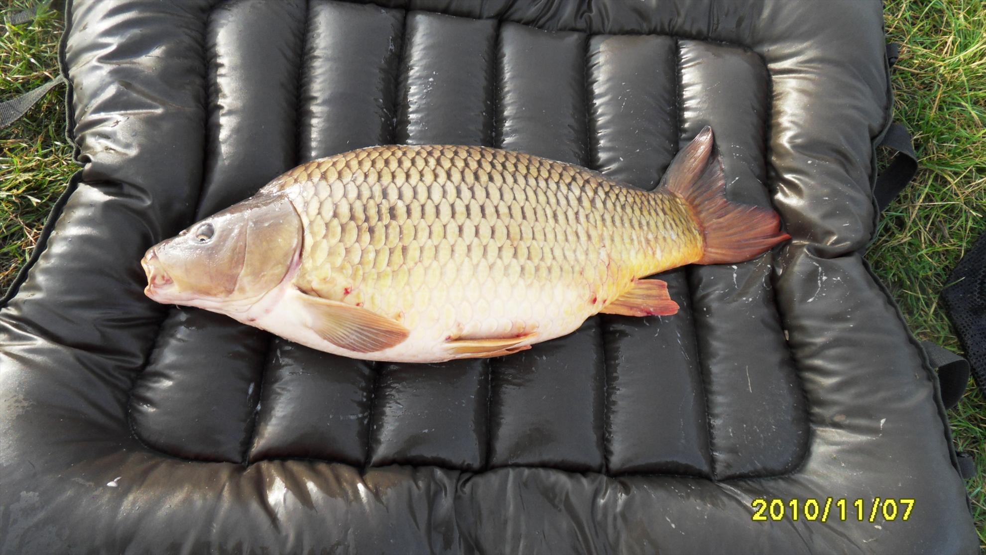 Livada de Bihor 2010 - livada-de-bihor-2010-058.JPG